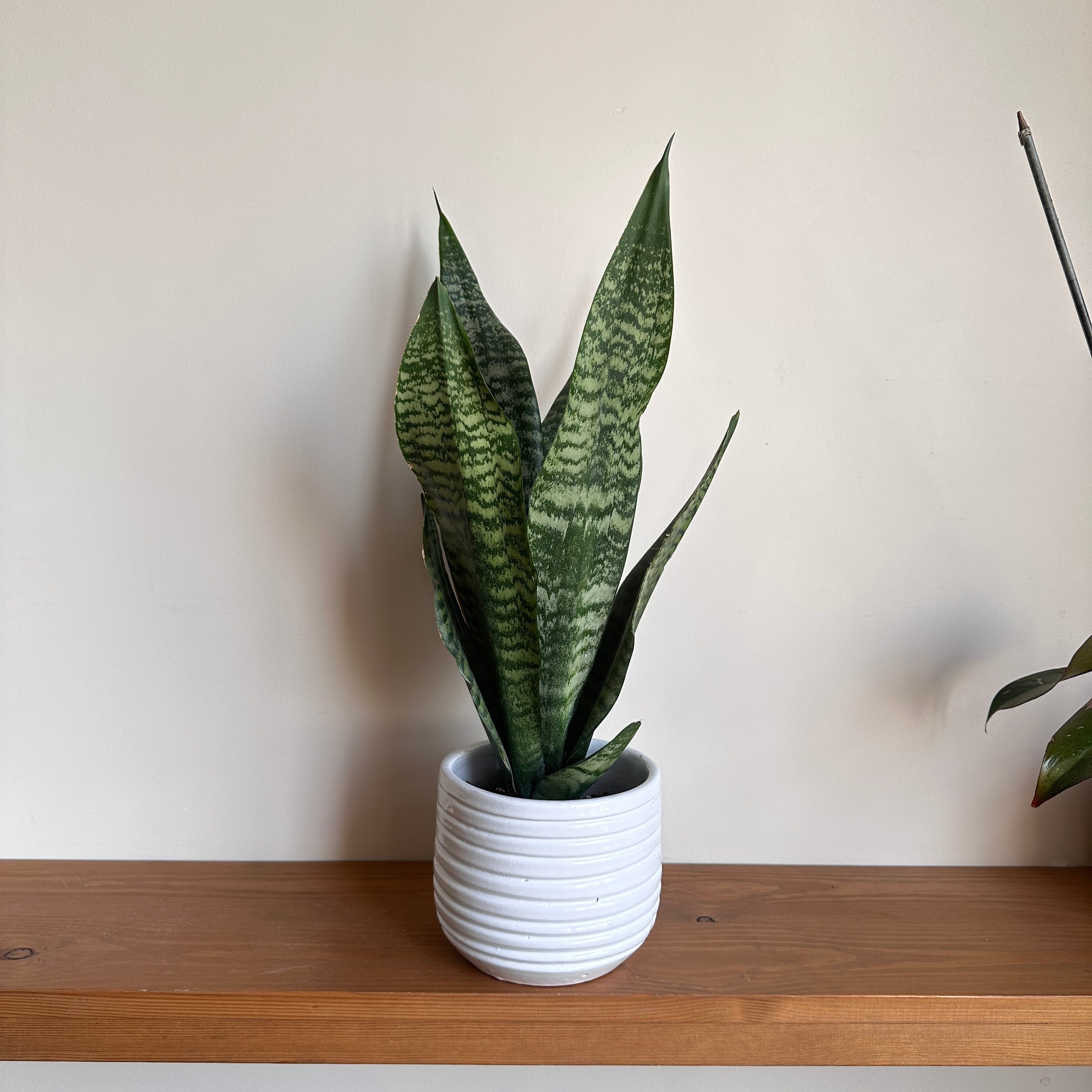 Dwarf Snake Plant in Off-White Horizon Ceramic Pot